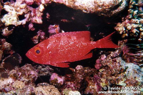 Priacantide (Heteropriacanthus cruentatus)