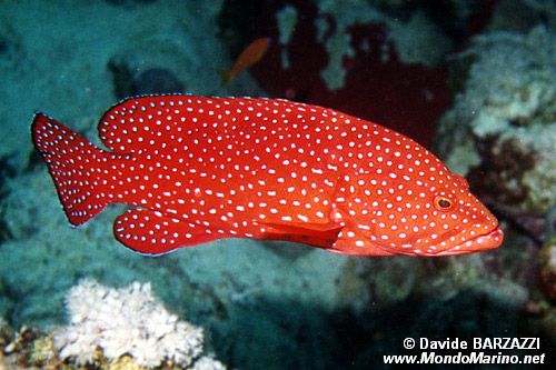 Cernia miniata (Cephalopholis miniata)