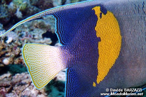 Pesce angelo maculato (Pomacanthus maculosus)