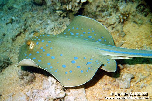 Razza a macchie blu (Taeniura lymma)