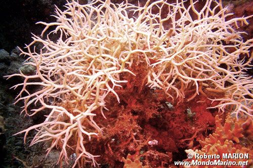 Madrepora sclerattinia (Seriatopora histrix)