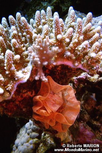 Madrepora sclerattinia (Acropora n.d.)