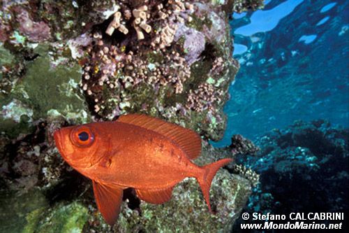 Pesce occhio grosso (Priacanthus hamrur)