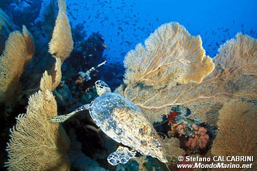 Tartaruga (Eretmochelys imbricata)