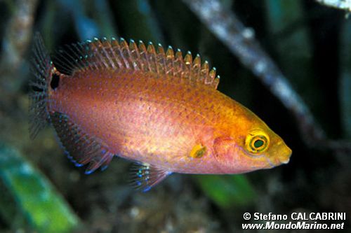 Tordo rosso (Symphodus mediterraneus)