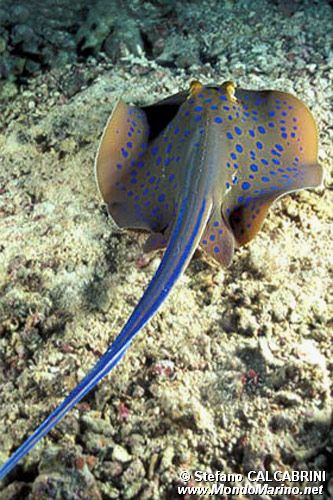 Razza a macchie blu (Taeniura lymma)