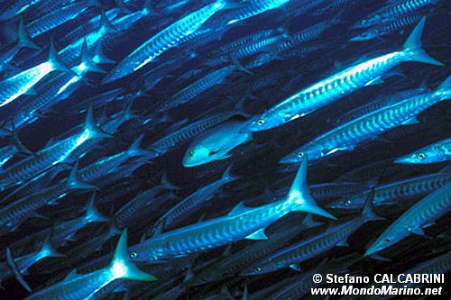 Barracuda pinna nera (Sphyraena qenie)