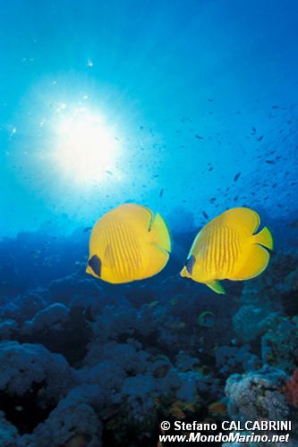 Pesce farfalla semimascherato (Chaetodon semilarvatus)