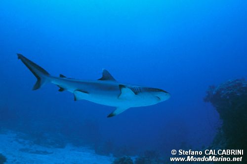 Squalo grigio del reef (Carcharhinus amblyrhynchos)