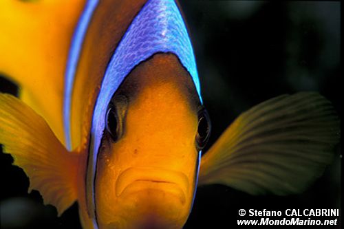 Pesce pagliaccio (Amphiprion bicinctus)
