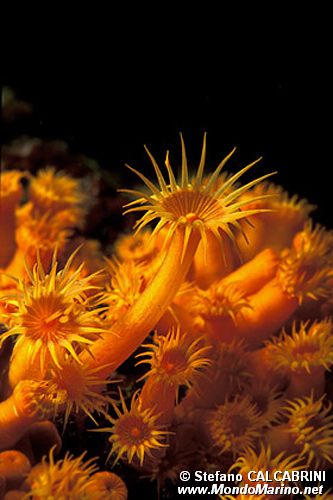 Parazoanthus (Parazoanthus axinellae)