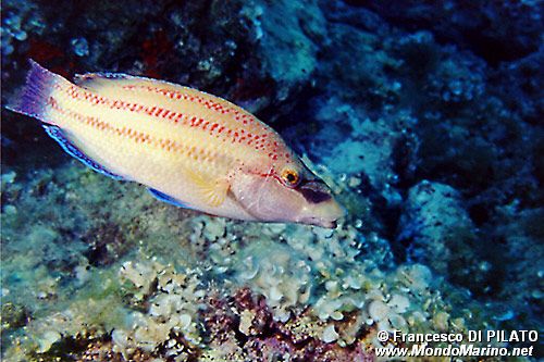 Tordo pavone (Symphodus tinca)