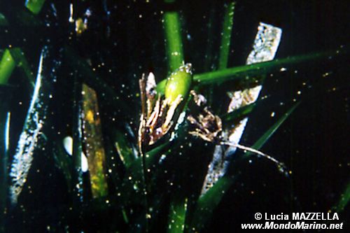 Posidonia (Posidonia oceanica)