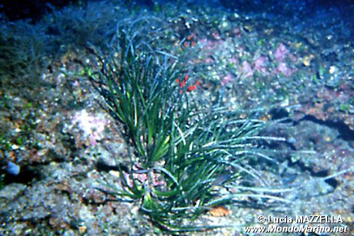 Posidonia (Posidonia oceanica)