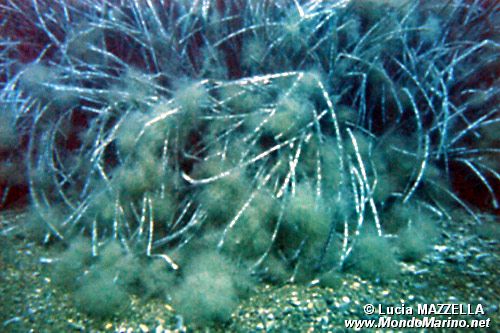 Posidonia (Posidonia oceanica)