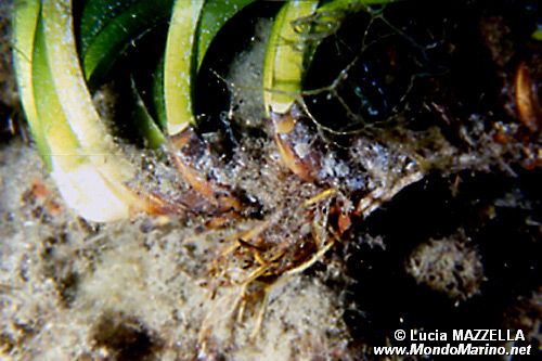 Posidonia (Posidonia oceanica)