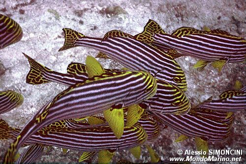 Gaterino orientale (Plectorhinchus orientalis)