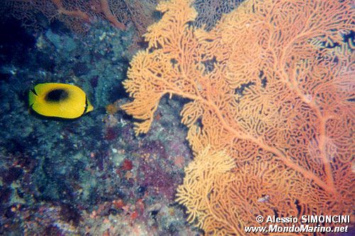 Pesce farfalla dalla macchia ovale (Chaetodon speculum)