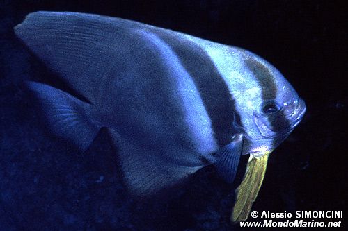 Pesce pipistrello (Platax orbicularis)