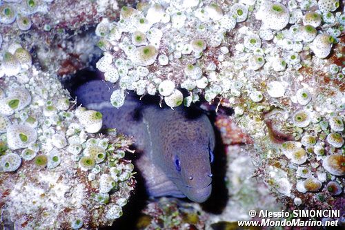 Murena gigante (Gymnothorax javanicus)