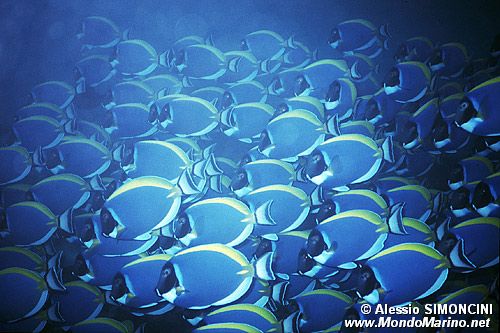 Pesce chirurgo (Acanthurus leucosternon)