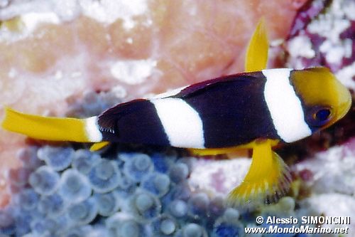 Pesce pagliaccio (Amphiprion sebae)