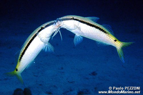 Triglia di Forsskal (Parupeneus forsskali)