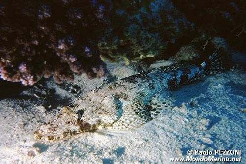 Pesce coccodrillo (Papilloculiceps longiceps)