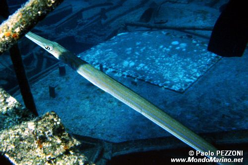 Pesce flauto (Fistularia commersonii)
