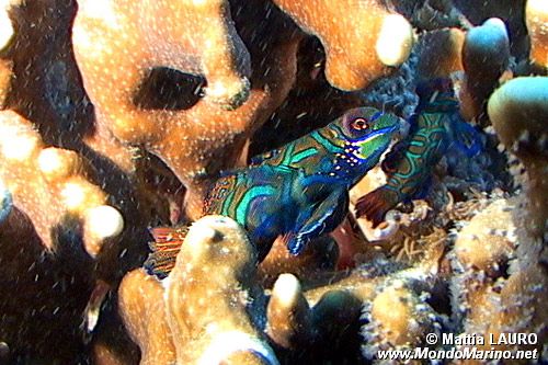 Pesce mandarino (Synchiropus splendidus)