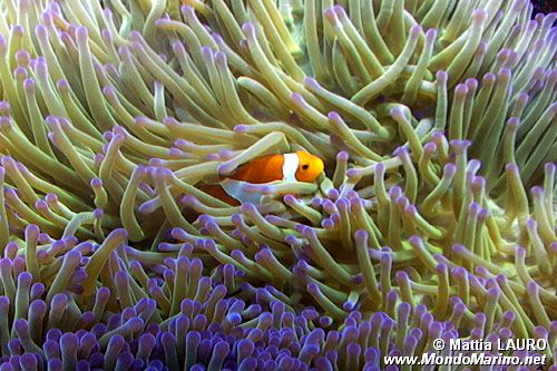 Pesce pagliaccio occidentale (Amphiprion ocellaris)