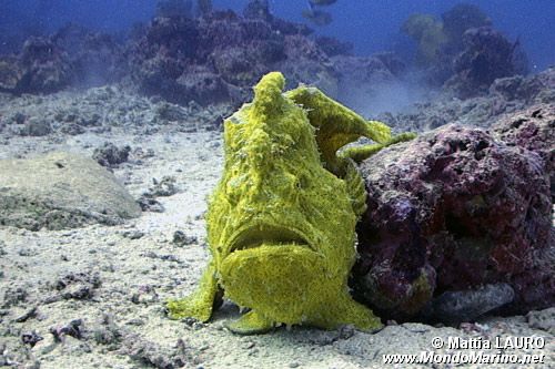 Pesce rana gigante (Antennarius commersoni)