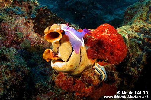 Hypselodoris (Hypselodoris bullocki)