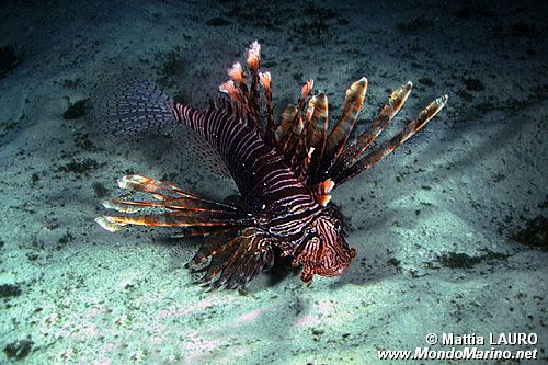 Pesce cobra (Pterois volitans)