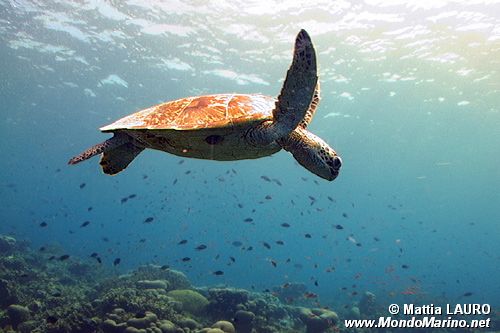 Tartaruga verde (Chelonia mydas)