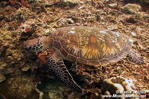 Tartaruga verde (Chelonia mydas)