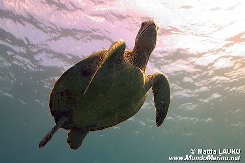 Tartaruga verde (Chelonia mydas)