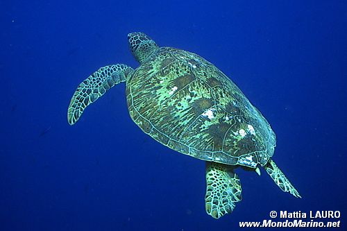 Tartaruga verde (Chelonia mydas)