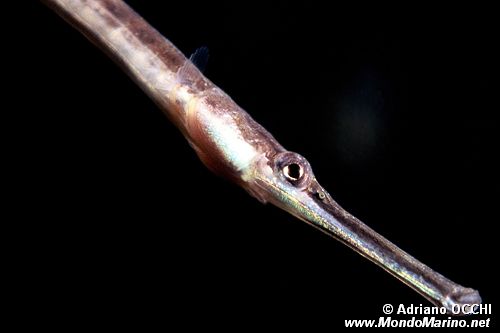 Pesce ago (Syngnatus sp.)