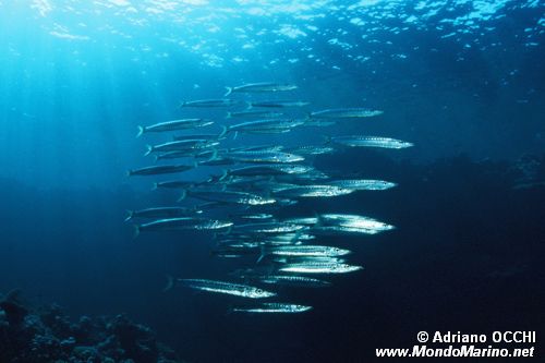 Barracuda pinna nera (Sphyraena putnamiae)