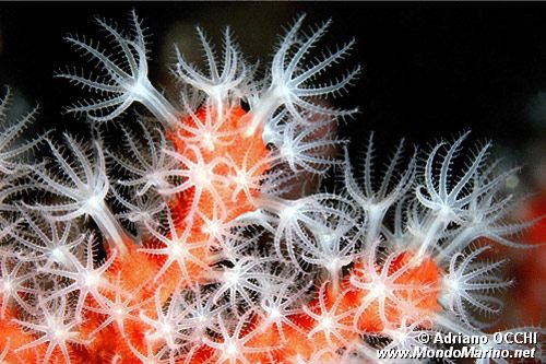 Corallo rosso (Corallium rubrum)