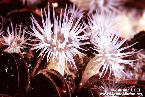 Anemone diafana (Aiptasia diaphana)
