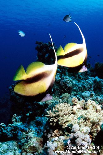 Pesce farfalla virgola (Heniochus intermedius)