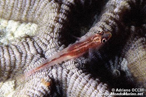 Gobide della gorgonia (Bryaninops n.d.)