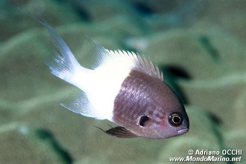Castagnola latte e caff� (Chromis dimidiata)