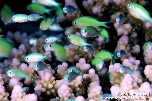 Castagnola verde (Chromis viridis)