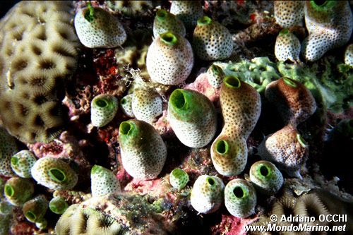 Ascidietta verde (Atriolum robustum)