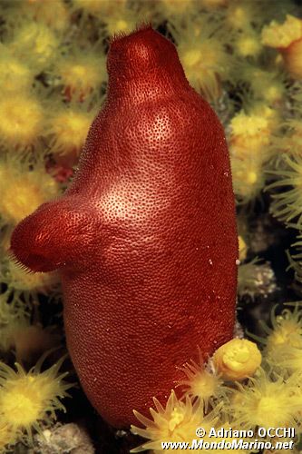 Patata di mare (Halocynthia papillosa)