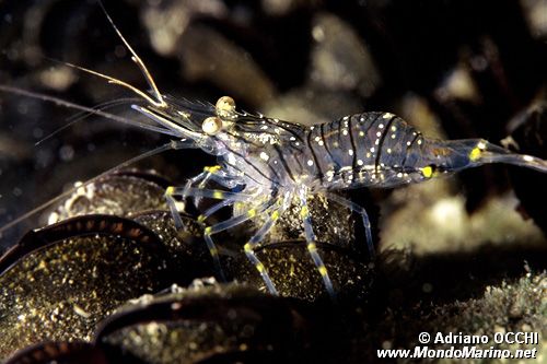 Gamberetto (Palaemon elegans)