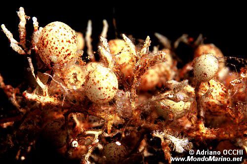 Sargasso (Sargassum vulgare)